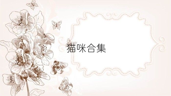 貓咪合集