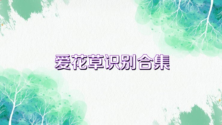 愛花草識別合集