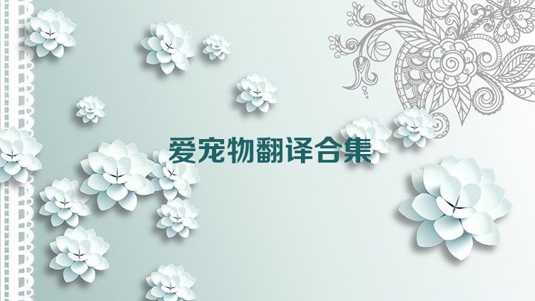 爱宠物翻译合集